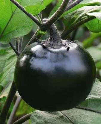 圆茄种苗-黑宝