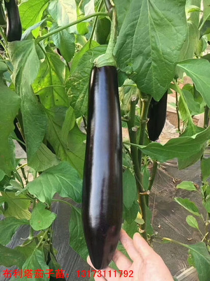 长茄种苗