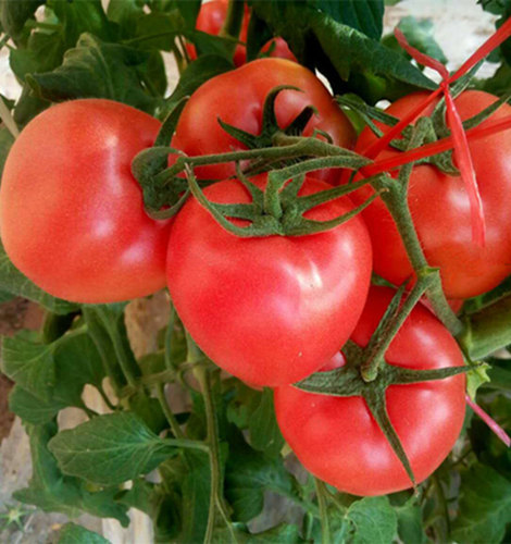 口感西红柿苗-普罗旺斯