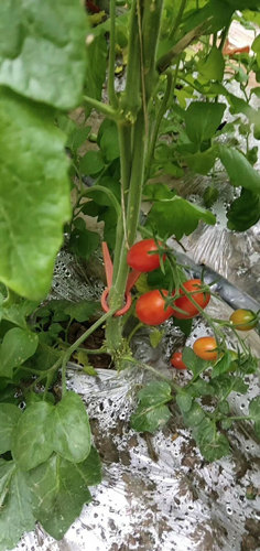 广州客户定植特色小番茄苗（釜山88）