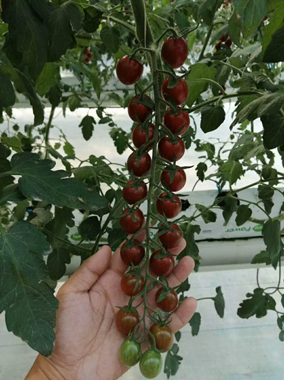 紫皮小番茄苗