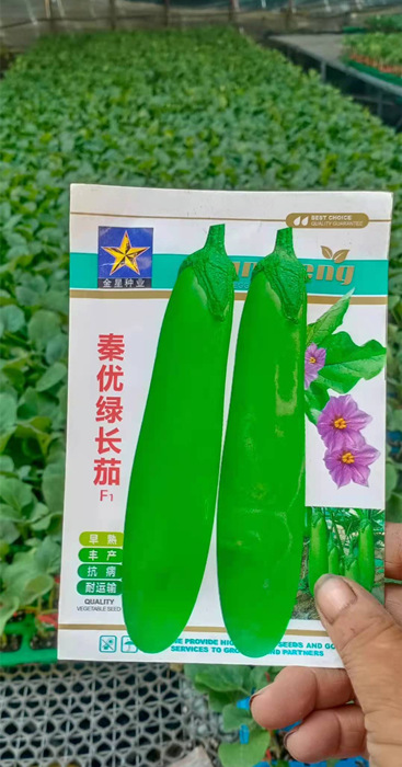 绿长茄种苗